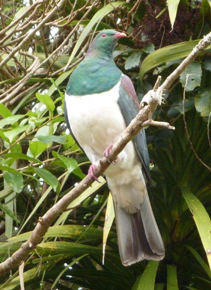 Attached picture Kereru.jpg